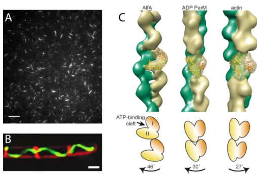 Figure 1.10. Filaments formed by AlfA. 