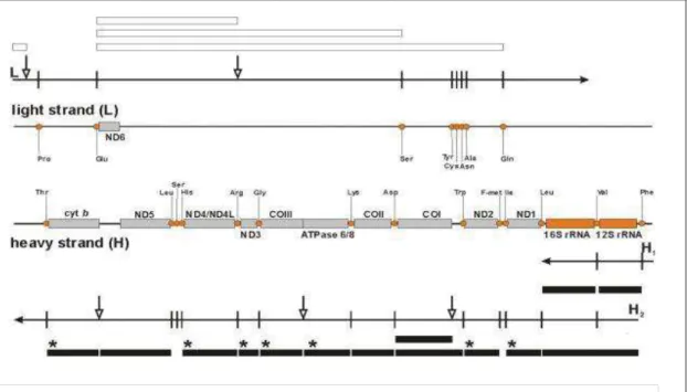 Figure 6. Gene expression in human mitochondria. (Taken from Zeviani et al. (2015)). 
