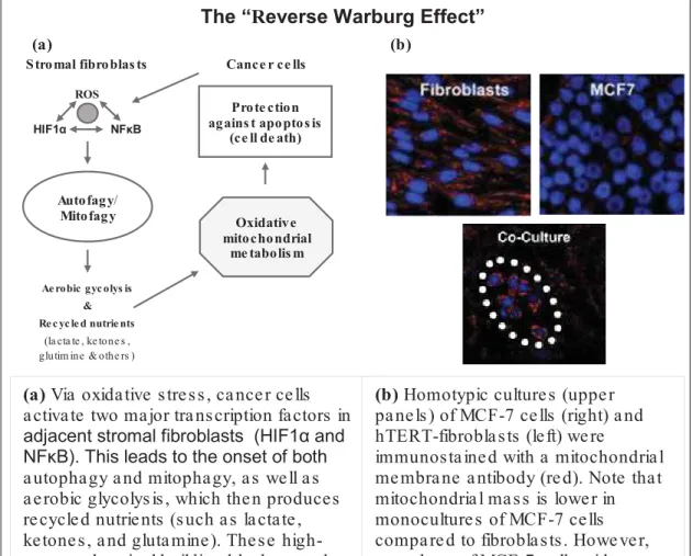 Figure 7. Demonstration of the reverse Warburg effect using MCF-7 cells (taken from Sotgia et  al