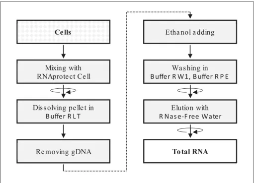 Figure 11. Workflow of Total RNA extraction from cultured cells with RNeasy Plus Mini Kit