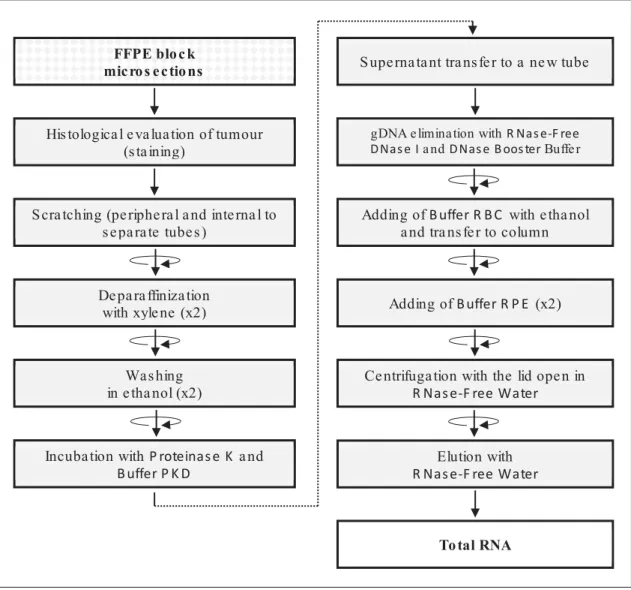 Figure 12. Workflow of Total RNA extraction from FFPE, using RNeasy FFPE Kit. 