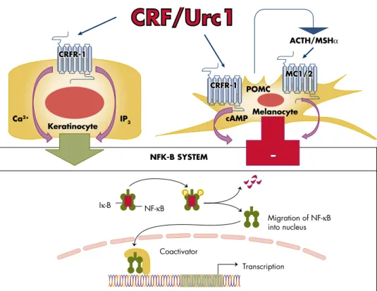 Figure 4. CRFR-1-coupling to the NF-␬␬B signaling in normal epidermal keratinocytes and melanocytes