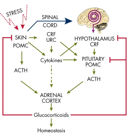 Figure 7. Stressed skin regulates the central HPA axis. Signals generated in stressed skin are delivered either by ascending nerve routes to the brain or by circulation to the hypothalamus, pituitary, or adrenal gland, which would depend on the nature and 