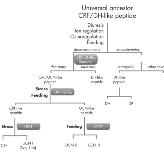 Figure 2. Schematic evolution of CRF and related peptides and receptors. The progenitor peptide for CRF and antidiuretic hormone had evolved before separation of chordates because CRF analogs were not found in tunicates or protostomates