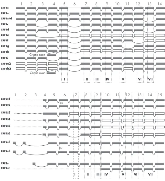 Figure 3. Alternative splicing of CRFR-1 and CRFR-2 pre-mRNA leads to production of several isoforms of the receptors
