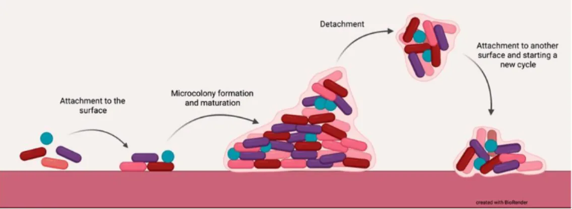 Figure 1. Cycle of biofilm formation. 