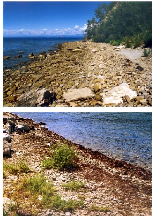 Slika 4.5.2: Le na nekaj  mestih je položna obala  dovolj široka in vseeno  nepozidana; tam se redno  pojavljajo enoletne  halofilne vrste značilne za  ta habitatni tip (foto: Mitja  Kaligarič)