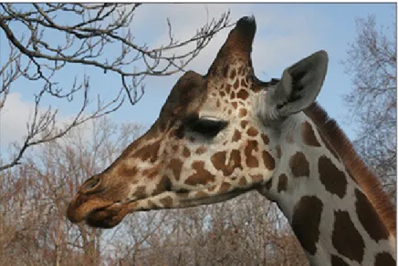 Figure 1. Reticulated giraffe at the St. Louis Zoo. Photo by Robert Lawton, Nov. 11, 2005