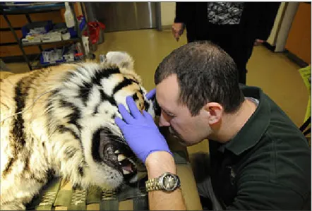 Figure 7. Adkesson examines the eye of an Amur tiger during a routine veterinary examination