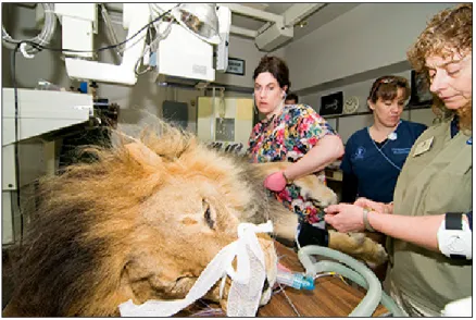Figure 8. Helmick (left) listens to the heart of an immobilized lion at the Woodland Park Zoo in Seattle, Washington