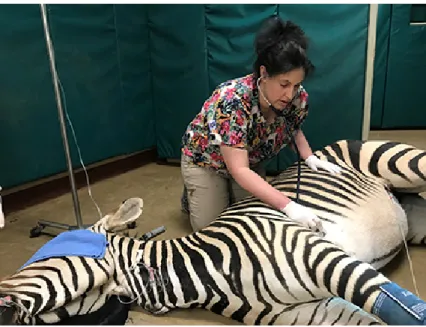 Figure 9. Helmick monitors an anesthetized Hartman’s mountain zebra (Equus zebra hartmannae) during a routine examination  at the  Smithsonian Conservation Biology  Institute,  Front Royal,  VA