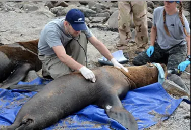 Figure 11. Adkesson examines two wild South American sea lions immobilized at Punta San Juan, Peru as part of a health  assessment project to aid the conservation of this locally endangered marine mammal, November 2015