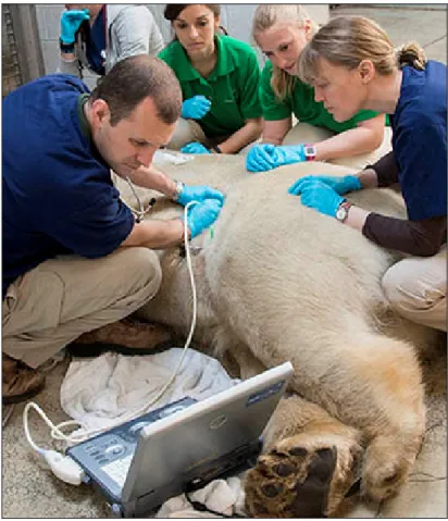 Figure  3.  As  part  of  a  wellness  examination,  Adkesson  performs  an  abdominal  ultrasound  on  a  polar  bear  to  evaluate  organs  such as the liver and kidneys for any evidence of disease