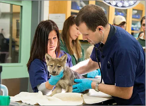 Figure 5: Adkesson and veterinary technician examine a Mexican grey wolf pup as part of a health check-up, June 2016