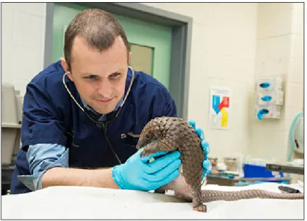 Figure  4.  Adkesson  listens  to  the  heart  of  a  white-bellied  tree  pangolin  as  part  of  a  regular  veterinary  check-up,  May  2016