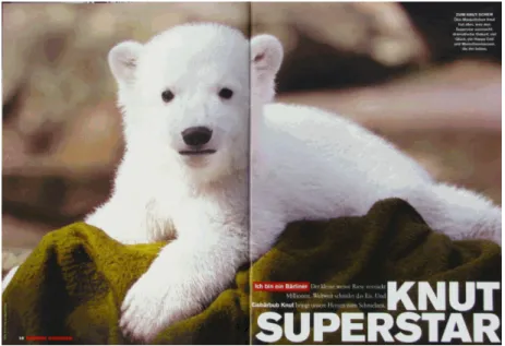Illustration 6: Knut superstar 