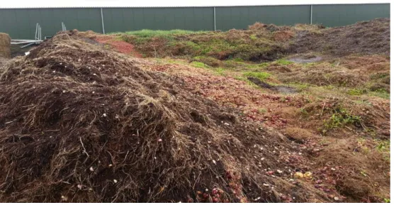 Figure 3. Heap of decaying plant material where sampling took place.  