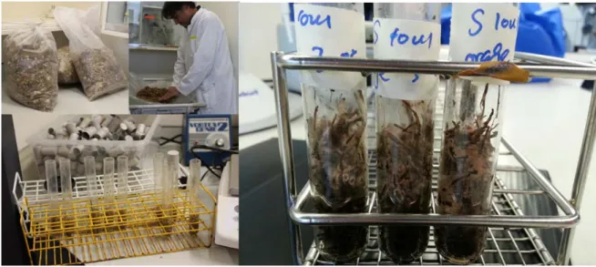 Figure 7. Pictures of the experimental laboratory hotspot model. Each glass tube  is filled with decaying plant material, azole fungicides (or not) are added and  fungal inoculum