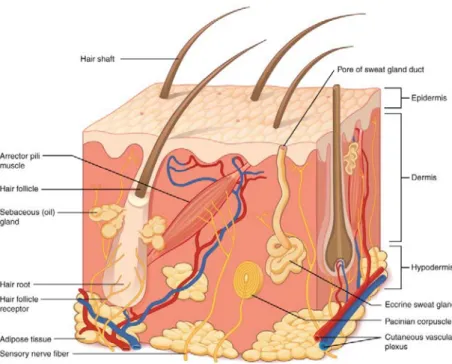 Figure 2: Five layers of the epidermis: stratum basale, stratum spinosum,  stratum granulosum, stratum lucidum, and stratum corneum 