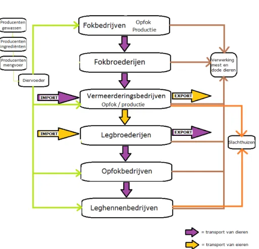 Figuur 3.3 Schema van de legpluimveehouderij in Nederland  3.2.2  Reproductie 