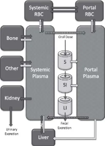 Figuur 3. Schema van het PBPK-model voor chroom-6 bij orale opname in de  mens (Kirman et al., 2013)