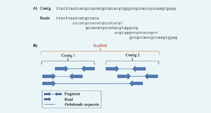 Figuur 2. De schematische weergave van genoomassemblage. A) De ruwe sequentiedata (reads) worden geassembleerd tot contigs  op basis van overlappende stukken sequenties