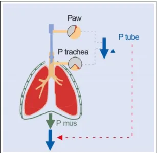 Figuur 2: procedure P0.1 meting op de Evita XL   (Bron: Dräger A.G.) 