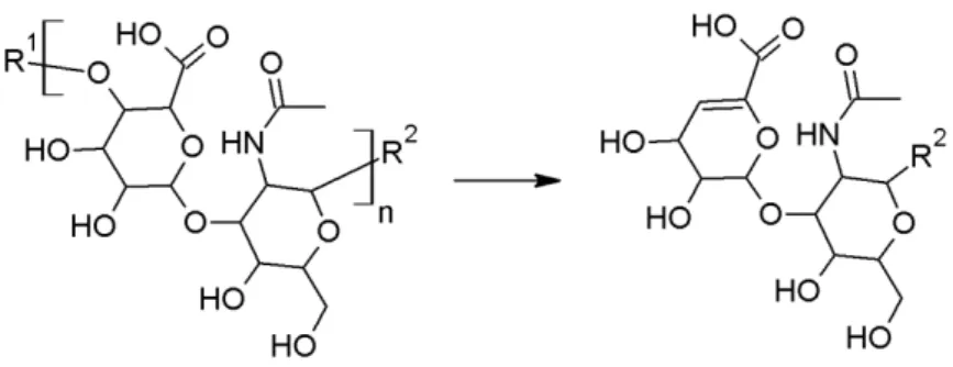Figure 4.1: Structure of hyaluronic acid (HA, left) with the repeating unit  between brackets