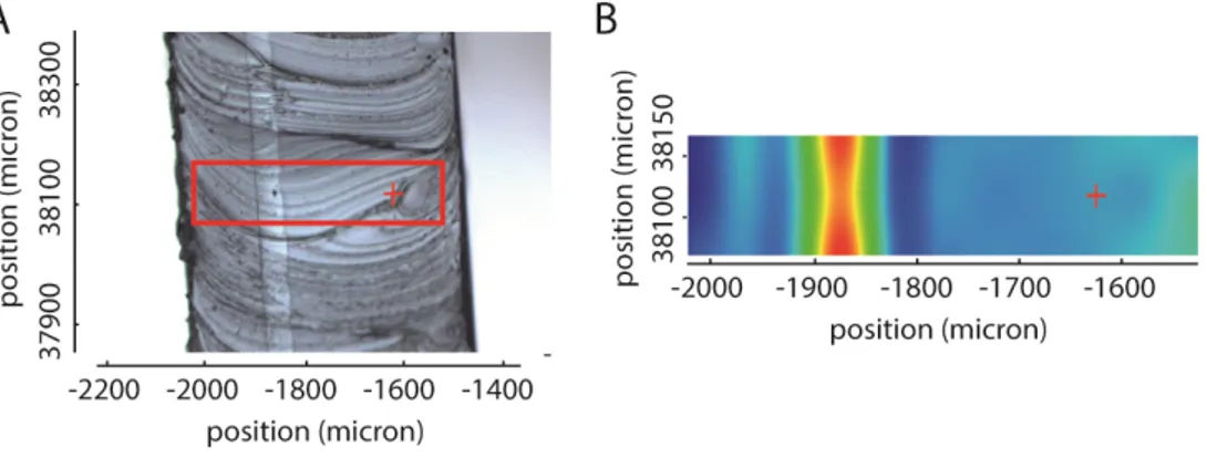 Figure 3.6: Analysis of the shell of order number A072237. A: microscopic  photograph of a cross-section of the shell, displaying the area of the Raman  spectroscopic analysis in a red square