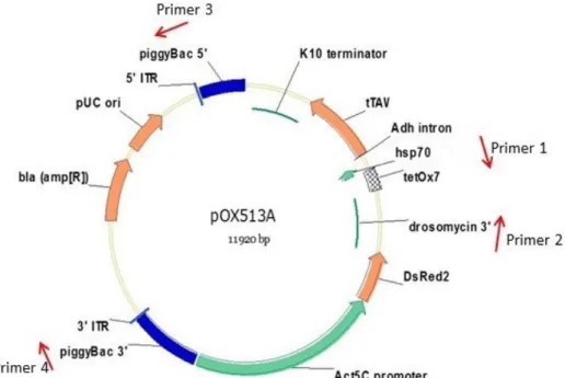 Figure 2. Map of the plasmid used in the transformation of OX513A. Primer  locations are a schematic representation intended to represent the general  regions of the plasmid amplified as described in Section 4.1 of part A
