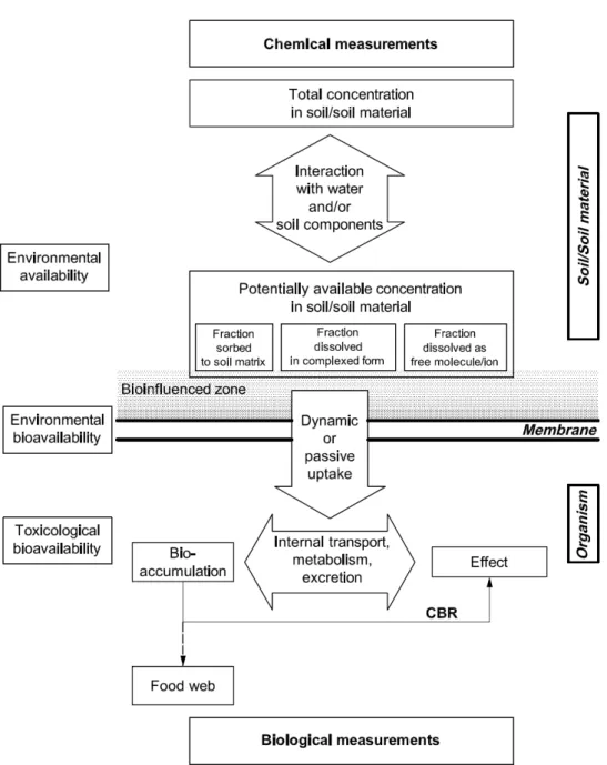 Figure B 1 Conceptual framework of availability and bioavailability (NEN-EN-ISO: 