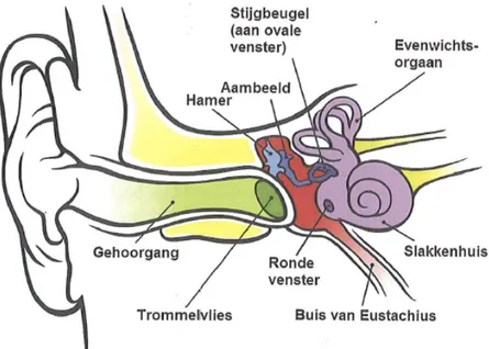 Figuur 1. Het gehoor (bron: Oud, 2013). 