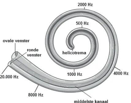 Figuur 2. Plaats in het slakkenhuis waar frequenties aan de zenuwen worden  doorgegeven (bron: Oud, 2013)