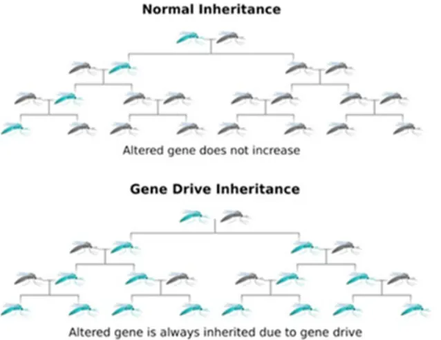Figuur 1: Normale overerving en overerving met gene drive. De ouder met de  nieuwe eigenschap is in blauw aangegeven