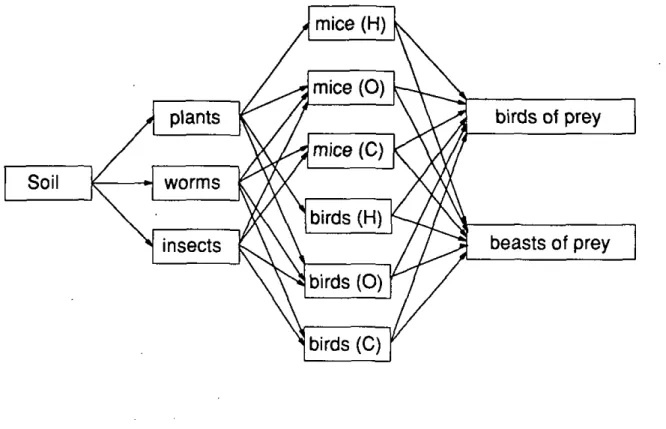 Fig. 3: Simplified form of the terrestrial foodweb. Abbreviations: H = herbivorous,  O = omnivorous, C = carnivorous