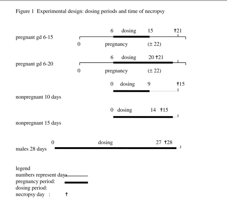 Figure 1  Experimental design: dosing periods and time of necropsy           6      dosing  15               ✝21  pregnant gd 6-15           0         pregnancy    (± 22)           6      dosing         20 ✝21  pregnant gd 6-20           0         pregnanc