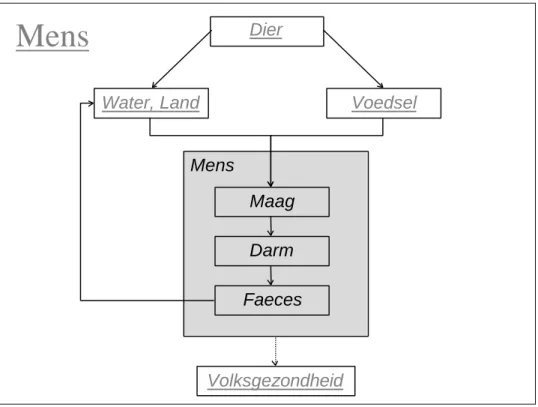 Figuur 6.  Schema van de modellering voor het blok Mens.