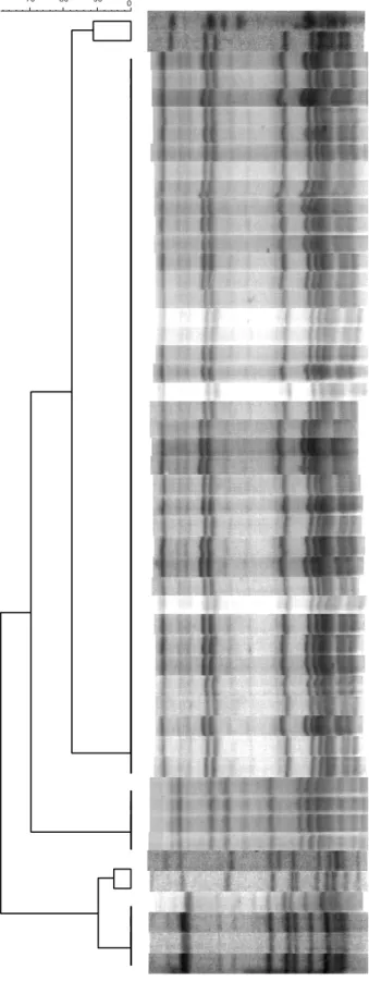 Figuur 8 Dendrogram van PFGE van L. pneumophila-isolaten van patiënten die de WF bezochten en van de L.