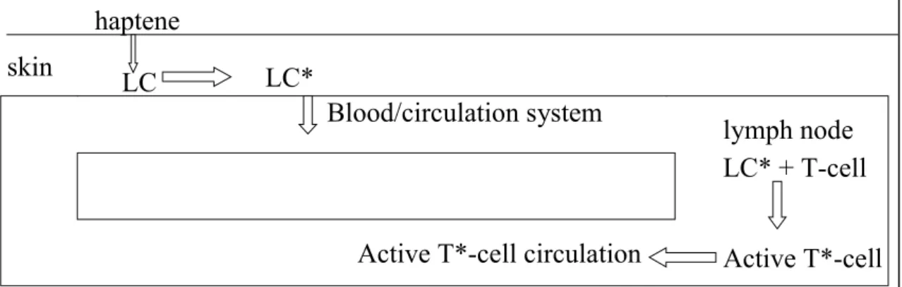 Figure 1a.  Induction. LC = Langerhans cell, LC* = haptene bound to Langerhans cell (activation), T-cell = T-lymphocyte, * = activation