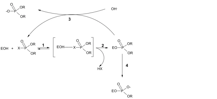 Figure 2.  Schematic presentation of the interaction and enzymatic steps for an organophosphate- organophosphate-esters and acetylcholinesterase inhibition.