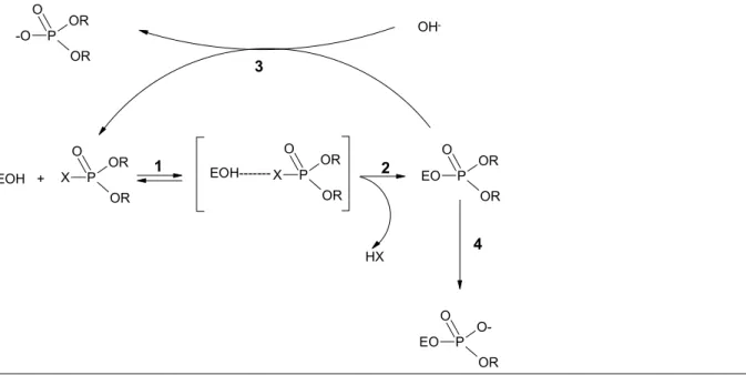 Fig. 1.    Schematic representation of the interaction and enzymatic steps in the actions between an OP and AChE