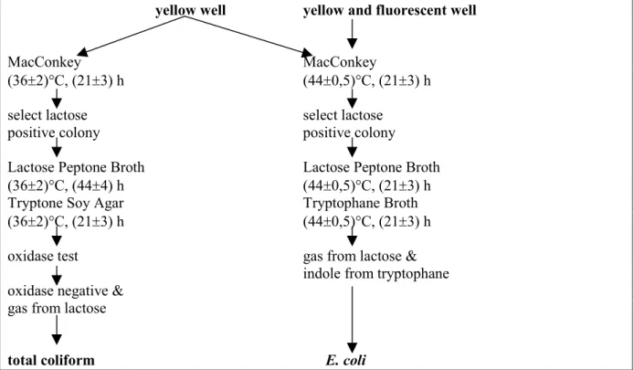 Figure 1  Confirmation procedure of total coliform positive (yellow) and E. coli positive (yellow and fluorescence) Colilert® wells.