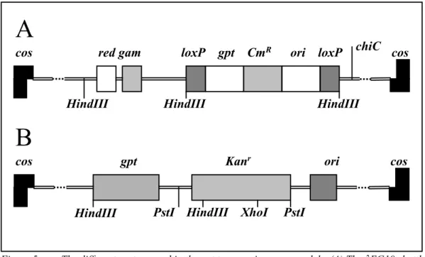 Figure 5:  The different vectors used in the gpt transgenic mouse models. (A) The  λ EG10 shuttle vector used to generate the model developed by Nohmi et al