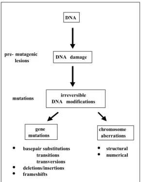 Figure 1: Endpoints in genotoxicity gene mutations   and chromosome aberrations