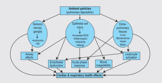 Figure 5 presents a simplified scheme for possible mechanisms of health effects associ- associ-ated with PM which can be used to form an idea of the complexity of the PM enigma.