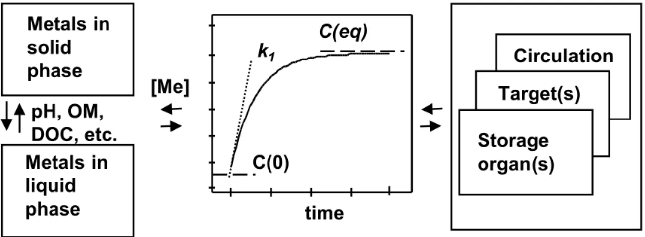 Figuur 1. Schematische weergave van de kernprocessen van het biobeschikbaarheidsconcept.