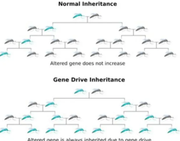 Figure 1: Normal inheritance and inheritance with gene drive. The parent with  the new trait is shown in blue