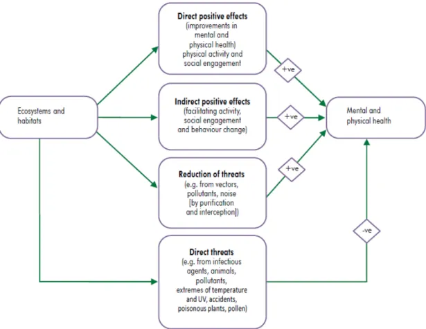Figure 2.2: Conceptual framework for the relation between ecosystems and  health (Pretty, 2011)