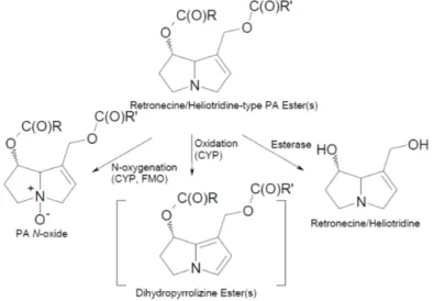Figure B1.1. Major metabolic pathways of pyrrolizidine alkaloids (EFSA, 2011)  The different pathways can lead either to detoxification or to bioactivation,  ultimately determining the toxicity of the various PAs