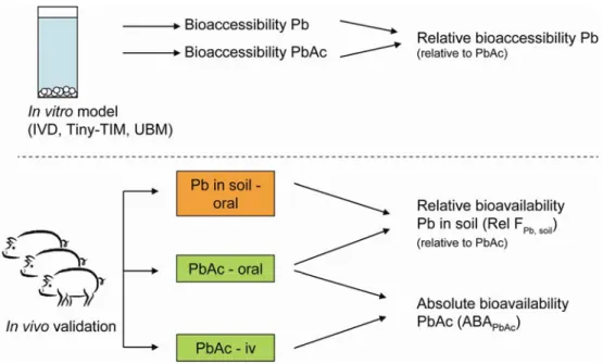 Figure 2  Overview of experimental studies and derivation of relative  bioaccessibility and absolute and relative bioavailability